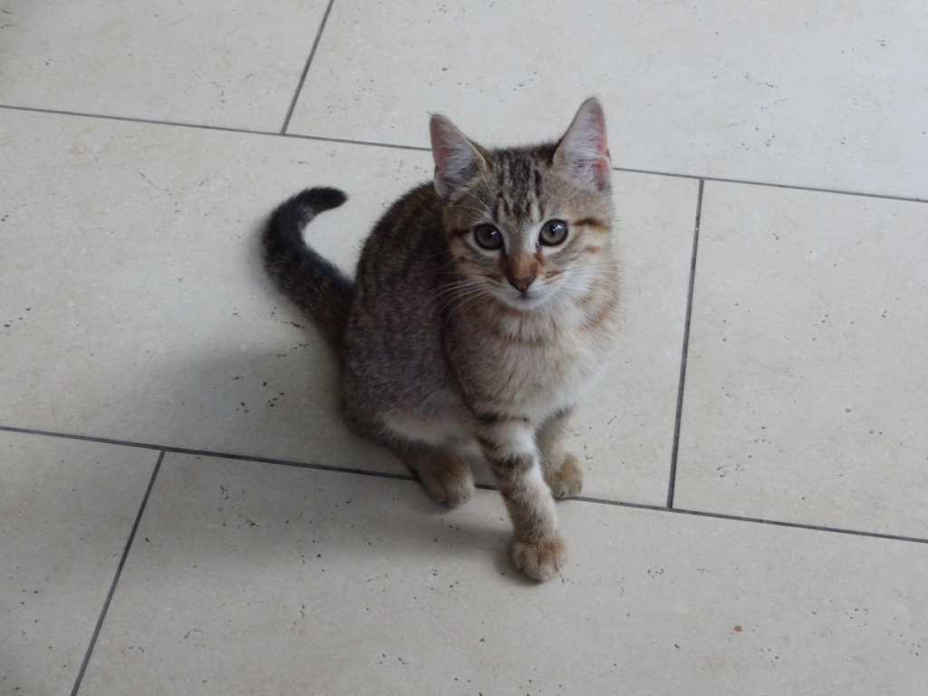 Kitten, Bahamas, February 2014 Photograph copyright - Philip Harris, 2014. All rights reserved.