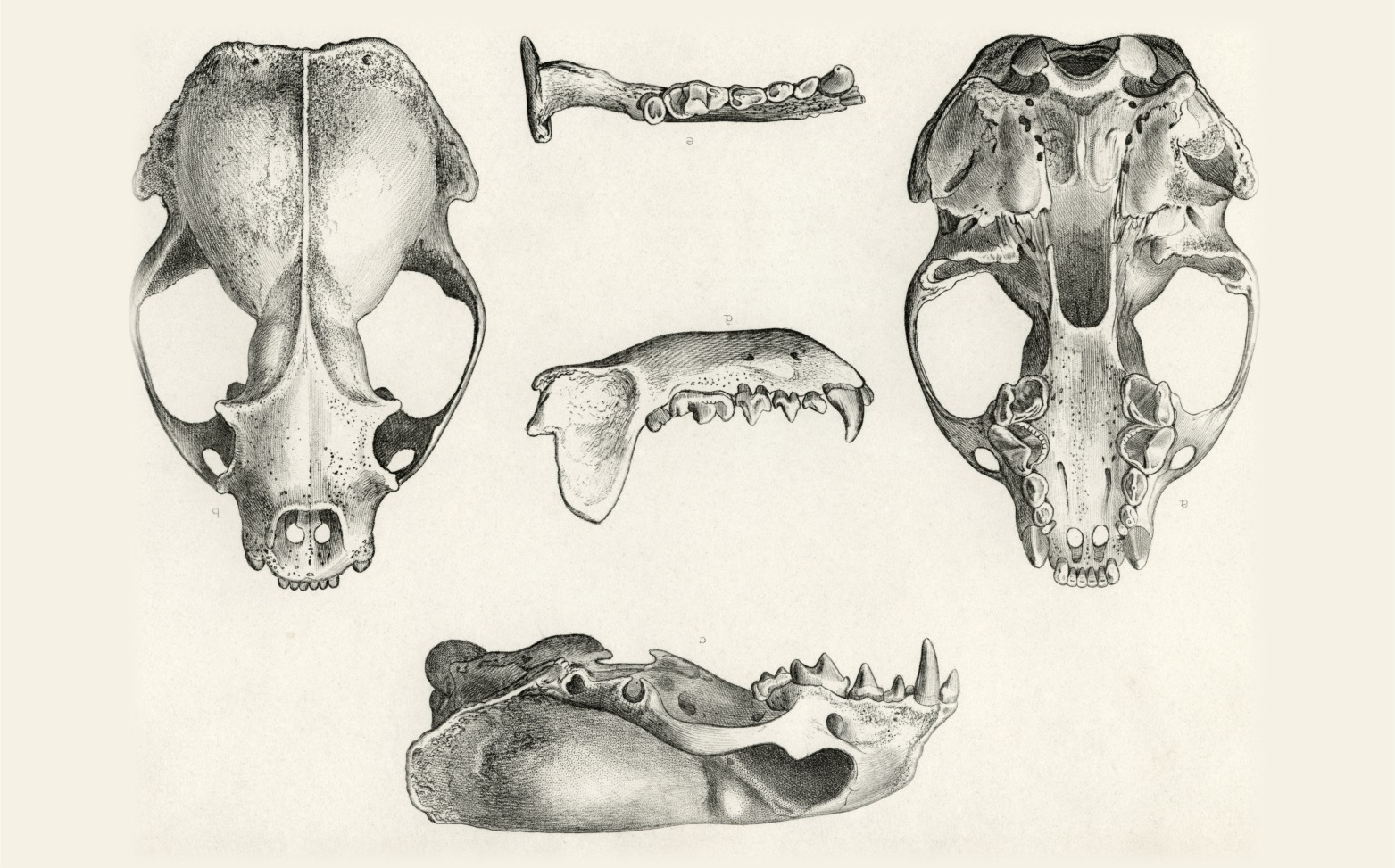 Если у животного имеется череп. Кости черепа анатомия животных. Череп кошки анатомия. Исследование черепа животного.